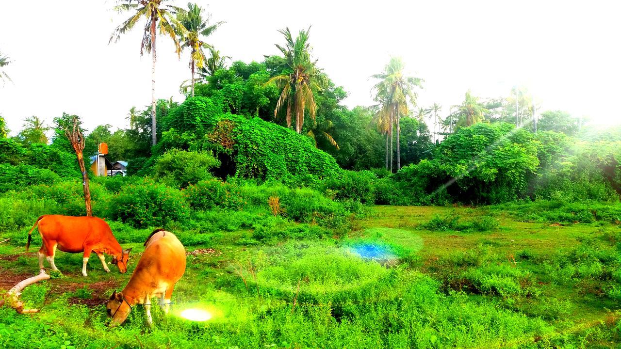 Ofal Lumbung Gili Air Luaran gambar